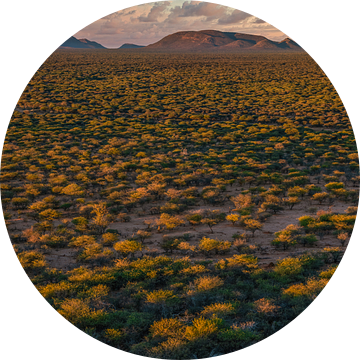 Het eerste ochtendlicht over de Afrikaanse Savanne