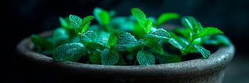 Mint plant by Poster Art Shop