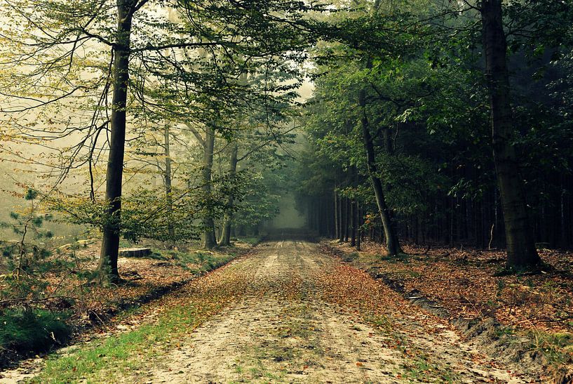 Chemin forestier par Frank Tauran