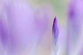 Lila Silence sur MHuisman Minimal Art