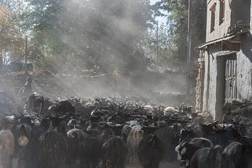 Straßenszene mit einer Ziegenherde in einem Dorf im Himalaya | Nepal