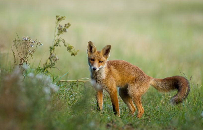 Red fox cub par Menno Schaefer