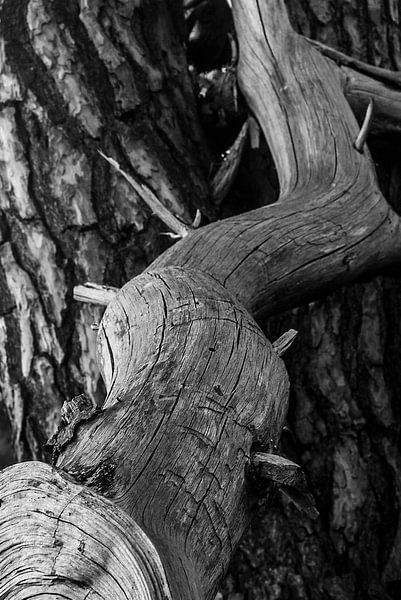 Old stump by Patrick Rosenthal