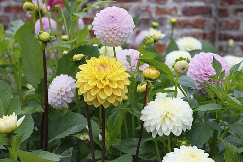 Dahlia s