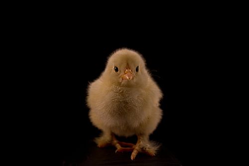 Fluffy easter chick
