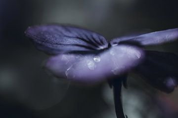 Donker viooltje (bloem) met druppels van KB Design & Photography (Karen Brouwer)