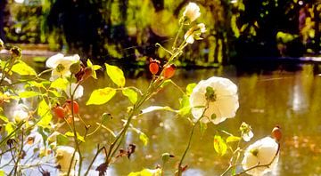 White rose with rose hips van Leopold Brix