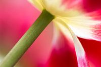 Tulp zaken