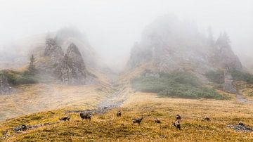 Chamois in the mist by Coen Weesjes