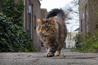 Langharige prachtige tabby huiskat wandelt buiten