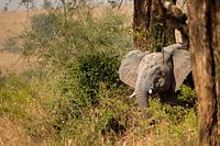 Tussen stof en gras – De zachte reuzen van Oeganda