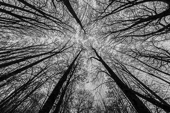 Boven in de bomen