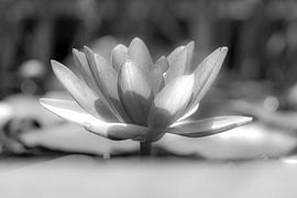 Waterlily in black and white by Humphry Jacobs