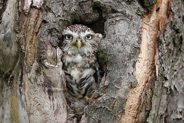 Steenuil (Athene noctua) van Ronald Pol