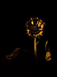 sunflower by Ton Dopping