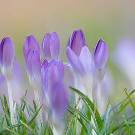 Krokus von Glenn Vlekke