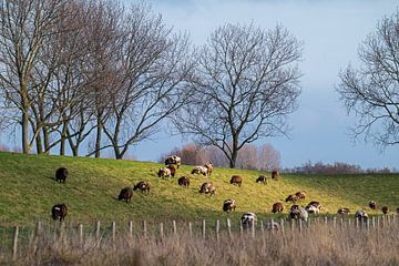 Schafe auf dem Deich