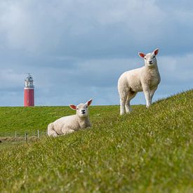 lambs at the Texel lighthouse by Texel360Fotografie Richard Heerschap