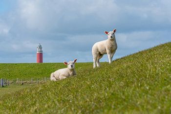 lammetjes bij de vuurtoren Texel