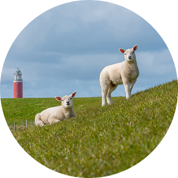 lammetjes bij de vuurtoren Texel van Texel360Fotografie Richard Heerschap