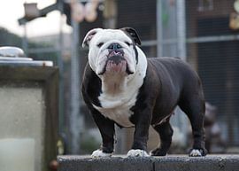 English bulldog on guard by F. van extergem