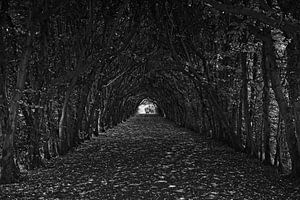Baumbestandene Allee Schloss Eijsden