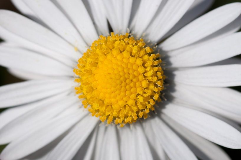 Gänseblümchen von Anita van Hengel