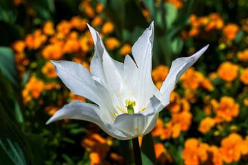 White Tulip von Peter Oslanec