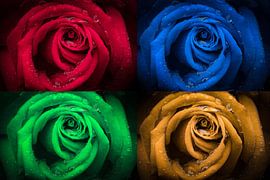 Roses are red, blue, green and yellow by Rob van der Wal