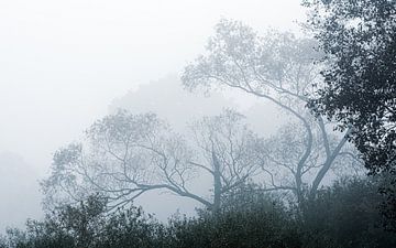 Bomen in mist van Lucia Leemans