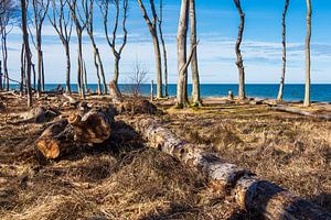 Gespensterwald an der Ostseeküste bei Nienhagen