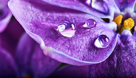 Bloem met regendruppels