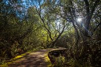 Twisting Trail