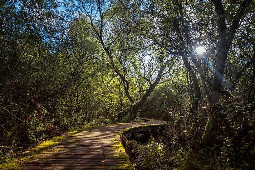 Twisting Trail by Marco de Graaff