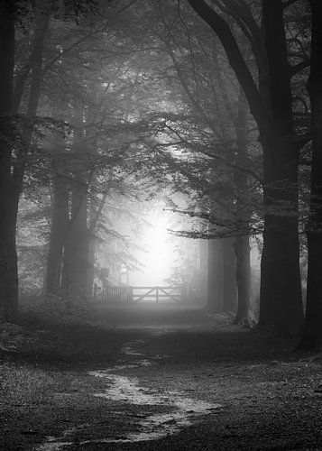 Allée de hêtres brumeuse en noir et blanc