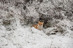 vos in sneeuw von Robin Smit