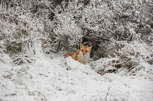vos in sneeuw