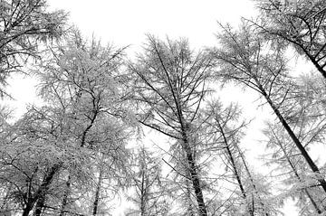 Dennenbomen in de sneeuw