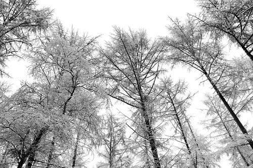 Dennenbomen in de sneeuw
