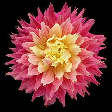 Dahlia 'Omega' van Paul Heijmink