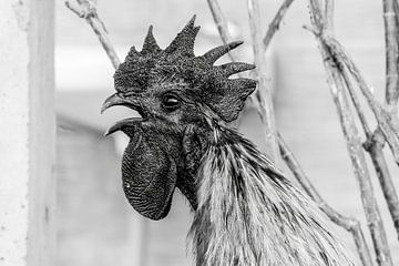 Crowing rooster in Black and White by Femke Ketelaar
