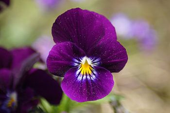Purple flower of a horned violet