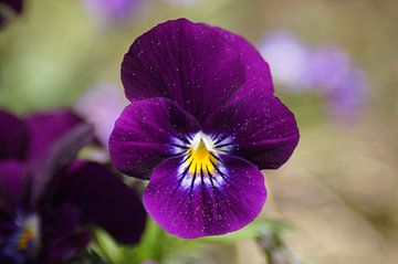 Fleur violette d'une violette cornue