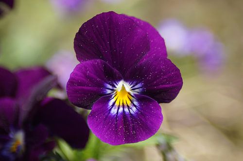 Paarse bloem van een hoornviooltje