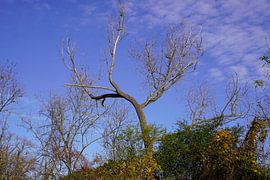 Tree in autumn in Halle Saale in Germany