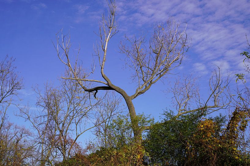 Baum im Herbst in Halle Saale in Deutschland von Babetts Bildergalerie