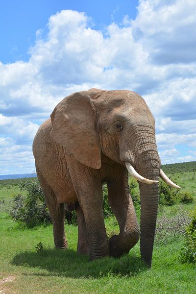 Elephant at Addo Elephant South Africa by My Footprints