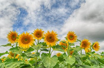Sunflowers in a row