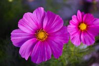 Fleurs roses