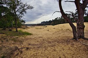 Herbstspaziergang durch den Sand
